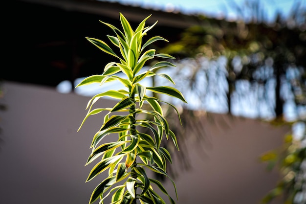 Photo dracaena reflexa a type of suji plant originating from the indian ocean