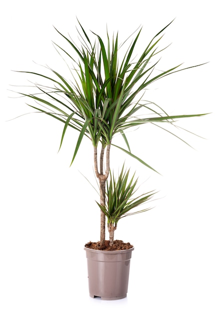 dracaena in studio