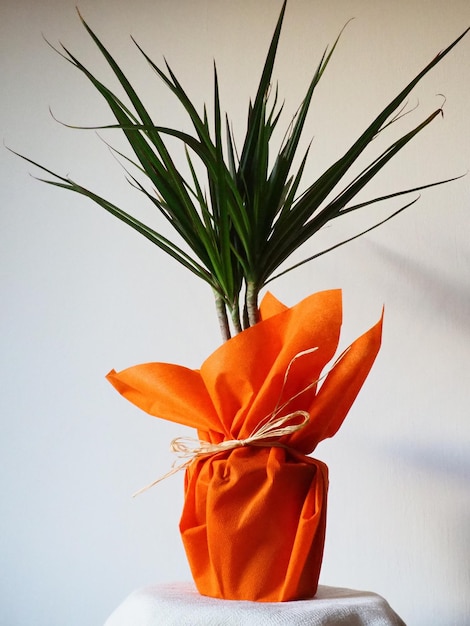 Dracaena tropical plant as an interior item A gift in orange wrapping paper on a table with a white napkin White background Dracaena or Dracaenaceae