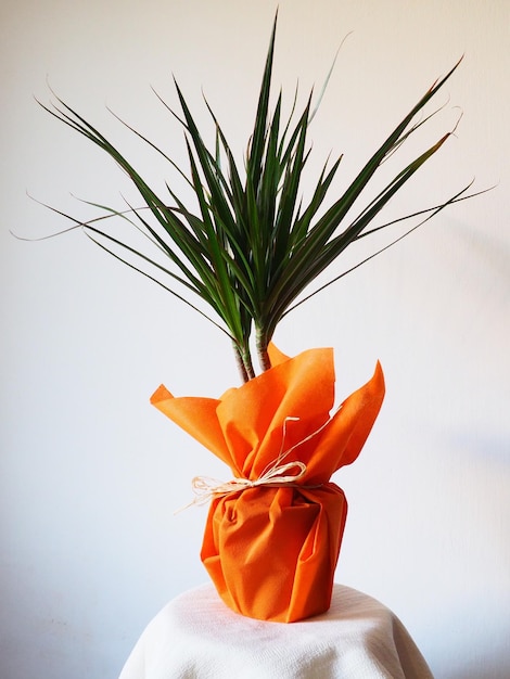 Dracaena tropical plant as an interior item A gift in orange wrapping paper on a table with a white napkin White background Dracaena or Dracaenaceae