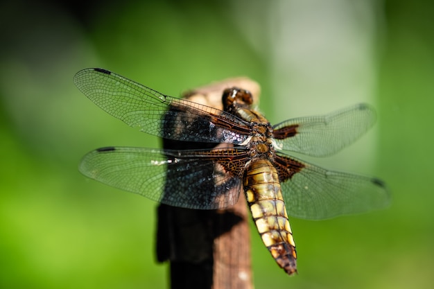 A dragon-fly sitting on a stick