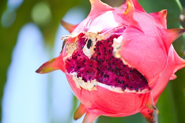 Dragon fruit on the dragon fruit tree waiting for the harvest in the agriculture farm at asian pitahaya plantation dragon fruit in thailand in the summer