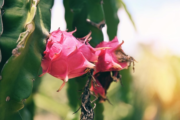 Dragon fruit on the dragon fruit tree waiting for the harvest in the agriculture farm at asian pitahaya plantation dragon fruit in thailand in the summer