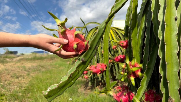 Dragon fruit on pitaya tree harvest in the agriculture farm at asian exotic tropical country pitahaya cactus plantation in thailand or vietnam in the summer sunny day in hand of man person