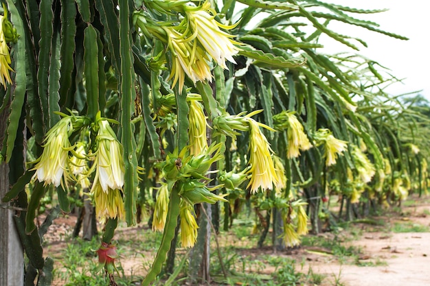 Dragon fruit on plant in farm.