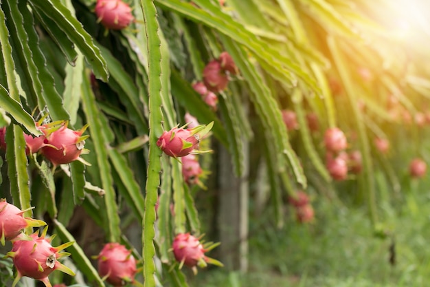 Dragon fruit on plant, Raw Pitaya fruit on tree, A pitaya or pitahaya is the fruit of several cactus species indigenous to the Americas