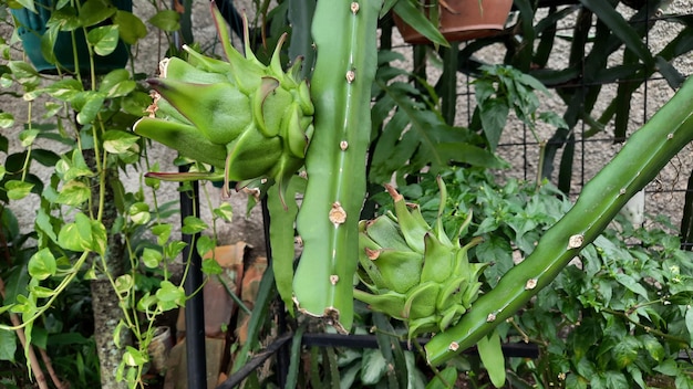 Dragon fruit that is still green and still growing