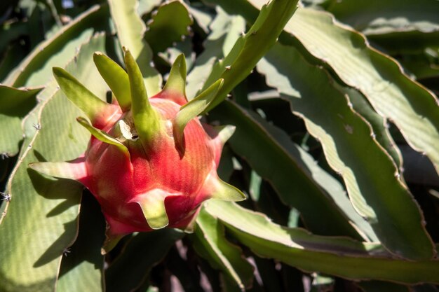 Dragon fruit on the tree waiting for harvest in agricultural farm in Mexico