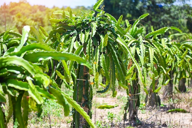 Dragon fruit tree with dragon fruit flower on tree in the agriculture farm at asian pitahaya plantation dragon fruit in thailand in the summer