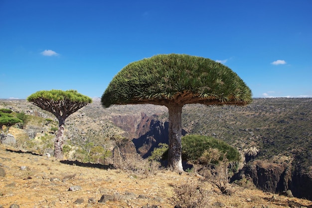 Dragon tree Blood tree on Homhil plateau Socotra island Indian ocean Yemen