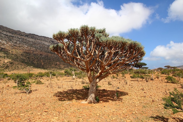 Dragon tree Blood tree on Homhil plateau Socotra island Indian ocean Yemen