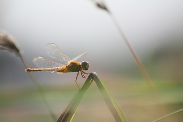 Dragonflies perched on the grass