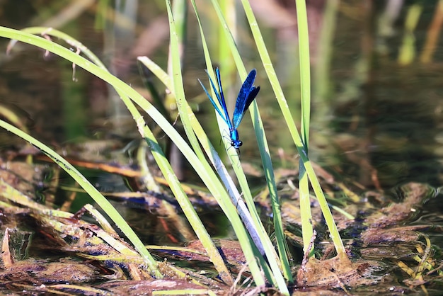 dragonfly arrow blue by the water