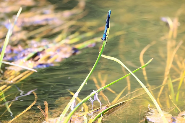 dragonfly arrow blue by the water