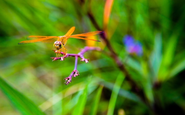 Dragonfly background .