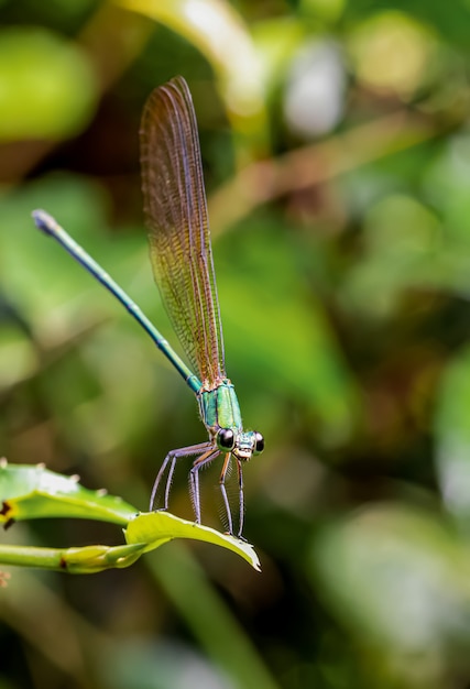 Dragonfly in the blurred