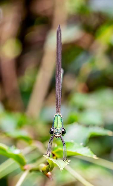 Dragonfly in the blurred