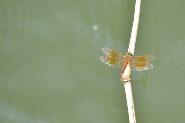 Dragonfly on the branch of bamboo with water background.