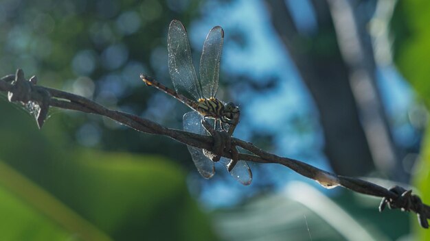 A dragonfly on a branch with the word dragonfly on it