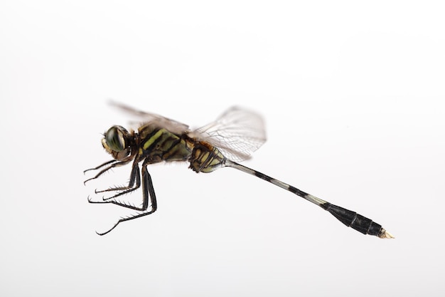 Dragonfly flying with white background