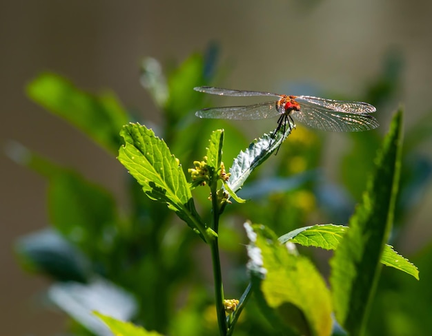 dragonfly on the grass near the river in the summer day