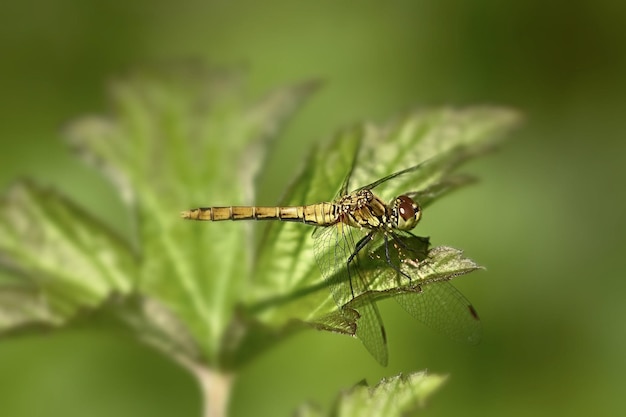 dragonfly on a green leaf