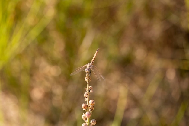 The dragonfly inn looking for food