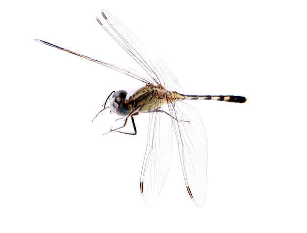 Dragonfly isolate on white background