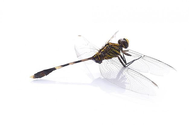 Dragonfly isolated