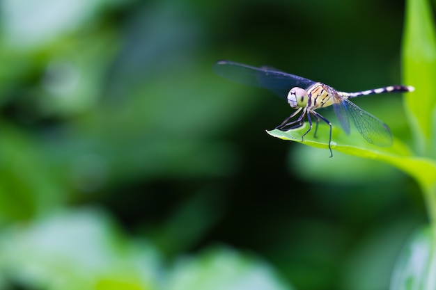 Dragonfly on leaf