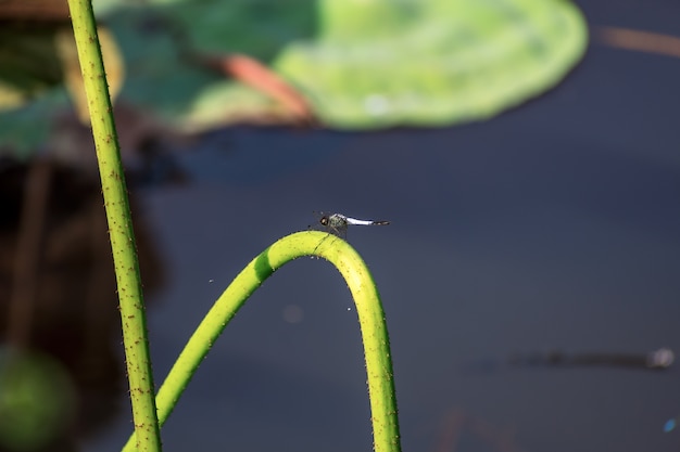 dragonfly on lotus trunk