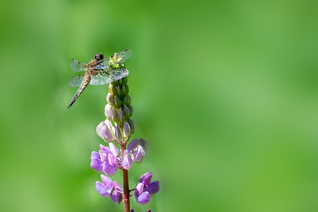 Dragonfly on a lupine flower of in nature outdoors in sunlight closeup