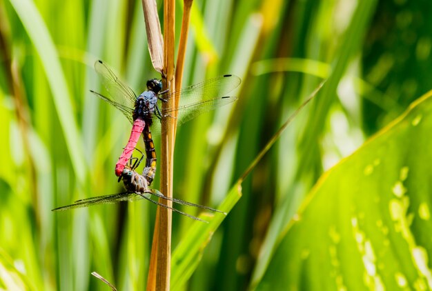 Dragonfly mating season  in nature background.