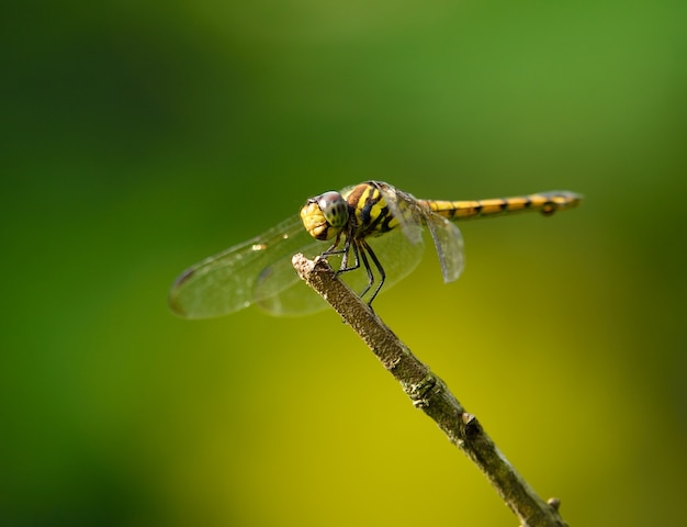 Dragonfly on nature background