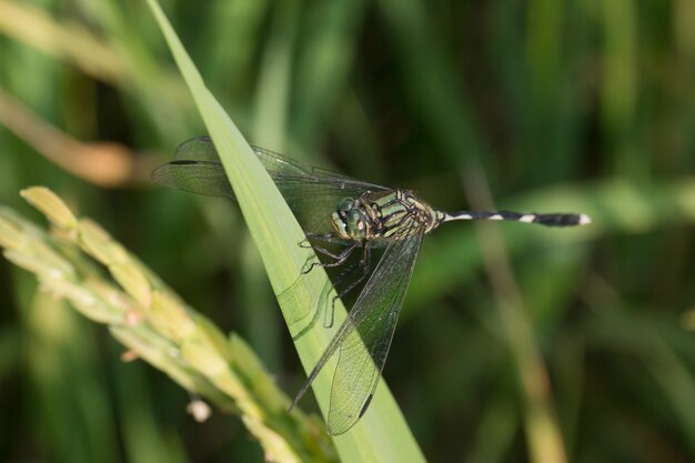 Dragonfly in paddy field