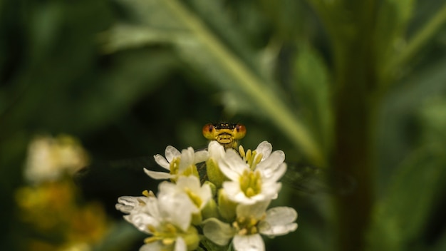 Dragonfly peeks out because of flowers, selective focus image