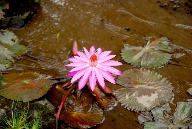 a dragonfly perched on a blooming lotus flower