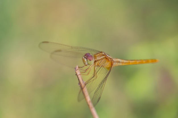 Dragonfly Perched on a Branch top of tree