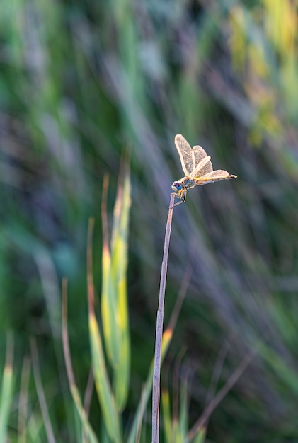 Dragonfly perched on a branch