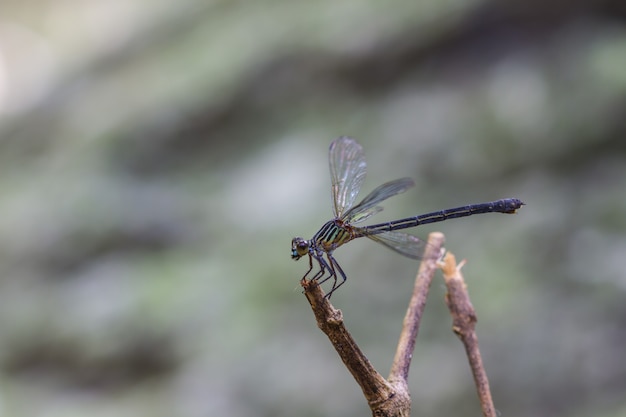  dragonfly resting on a branch in forest