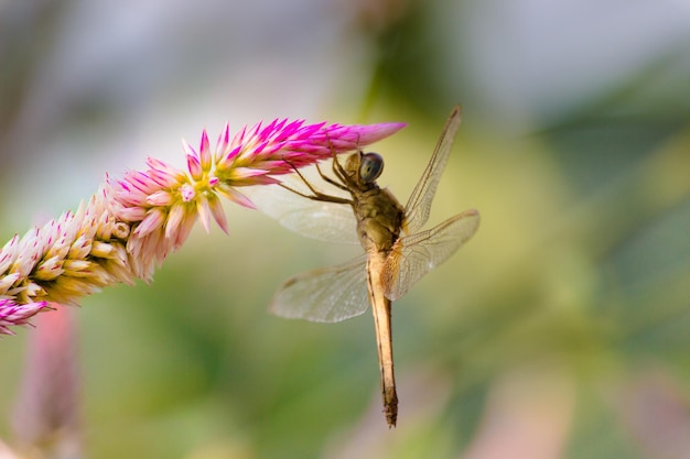 Dragonfly on resting on the Celosia or Cocks comb flower ins a soft blurry background