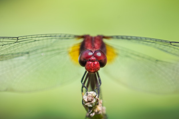 Dragonfly sit on a branch