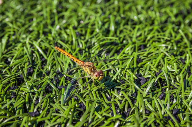 Photo a dragonfly sits on artificial grass on a soccer fieldn an football field with a dragonfly