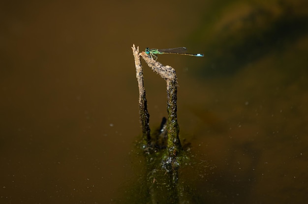 A dragonfly sits on a branch in the water.