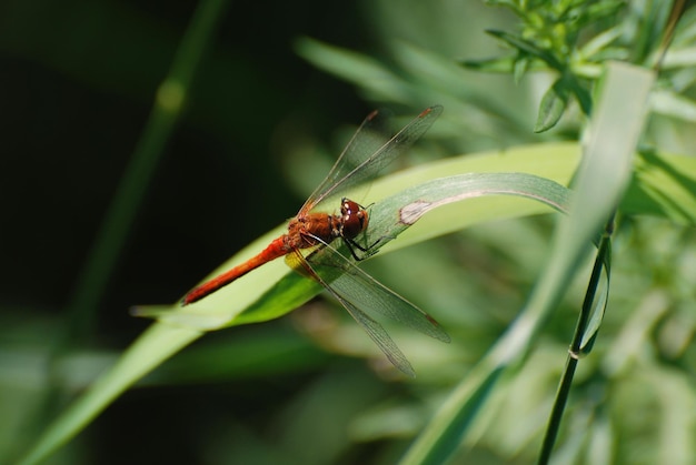 A dragonfly sits on the grass on a sunny morning. Western Siberia. Russia