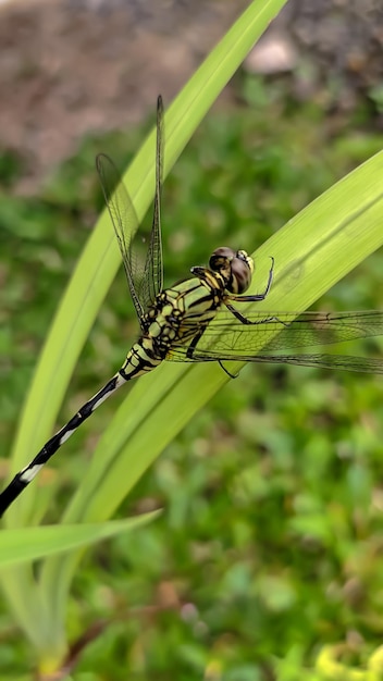 A dragonfly sits on a leaf in the grass.