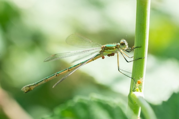 Dragonfly sitting on a dry stick, wildlife. A thin blue dragonfly sits on a narrow leaf of grass. Out of focus.