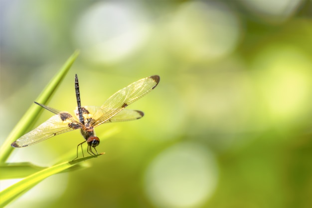 Dragonfly sitting on green grass 