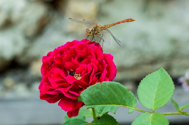 Dragonfly sitting on the red rose in garden, macro, natural background