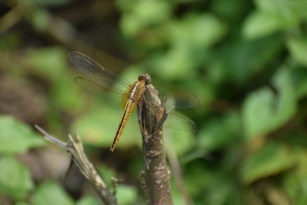 Dragonfly sitting on a stick Red dragonfly sitting on dry tree stick Dragonfly sitting on stick